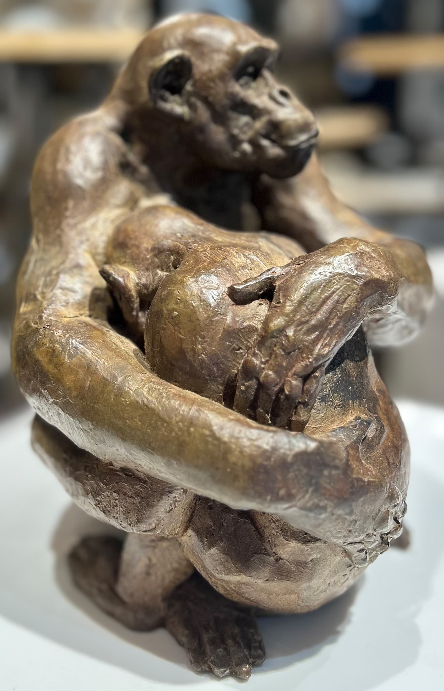 CHAGRIN (chimpanzé)
