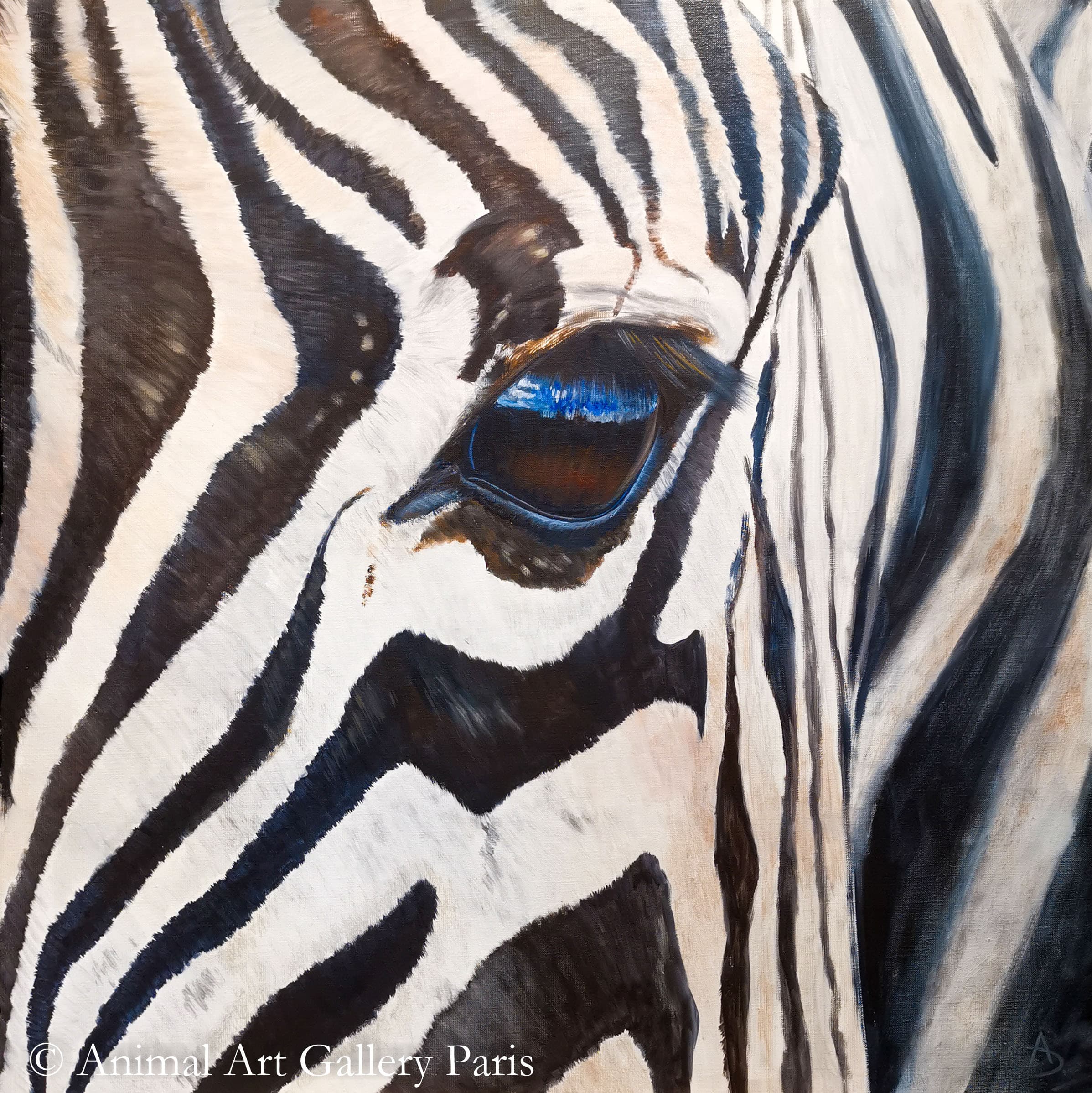 OEIL DE ZEBRE