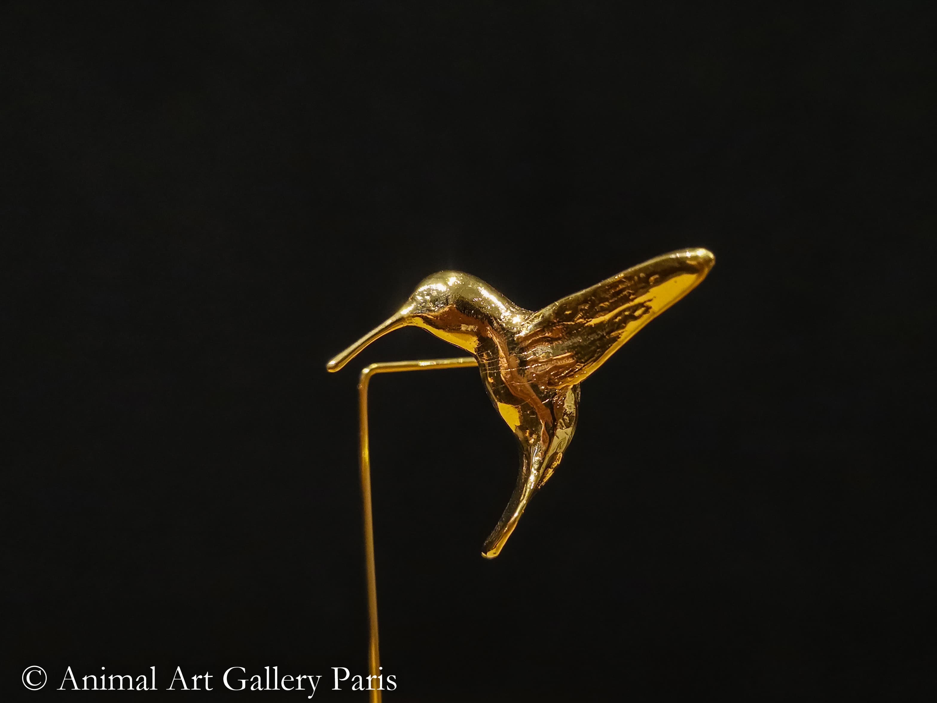 COLIBRI MOUCHE No1