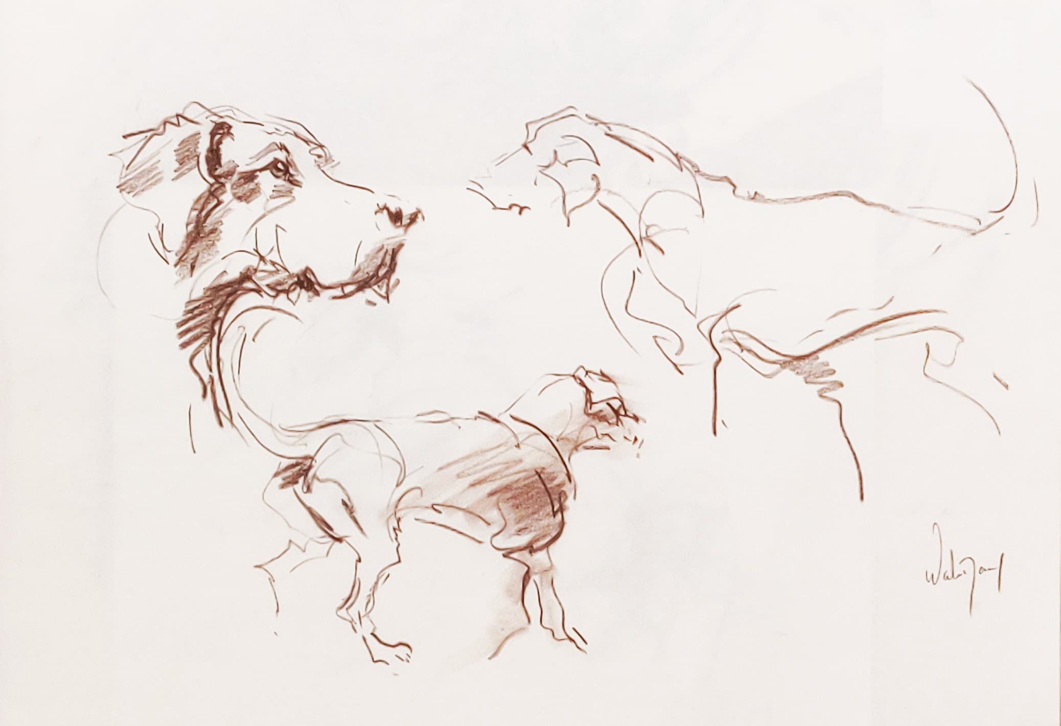 ETUDE DE CHIENS