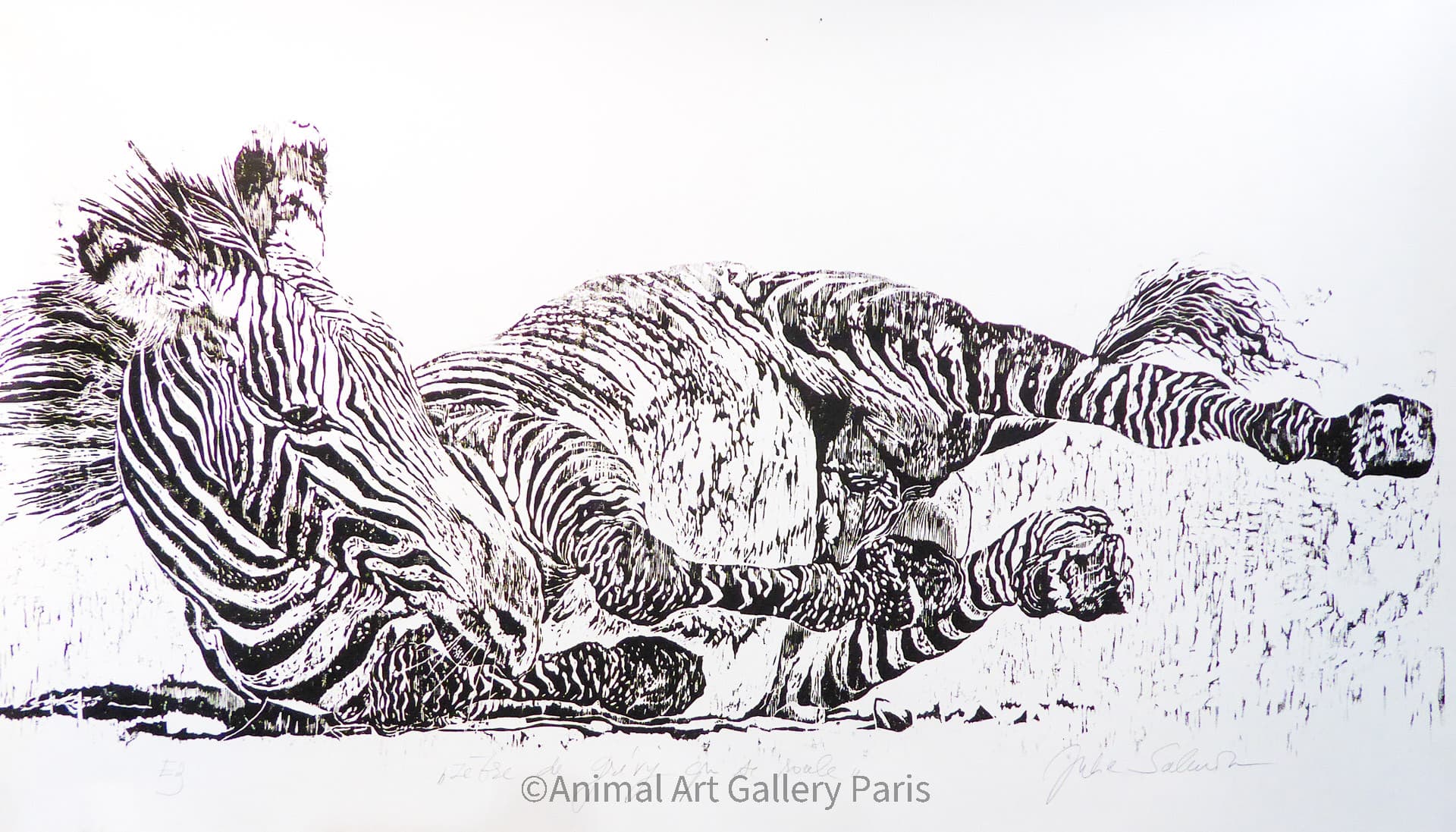 ZEBRE DE GREVY QUI SE ROULE No2
