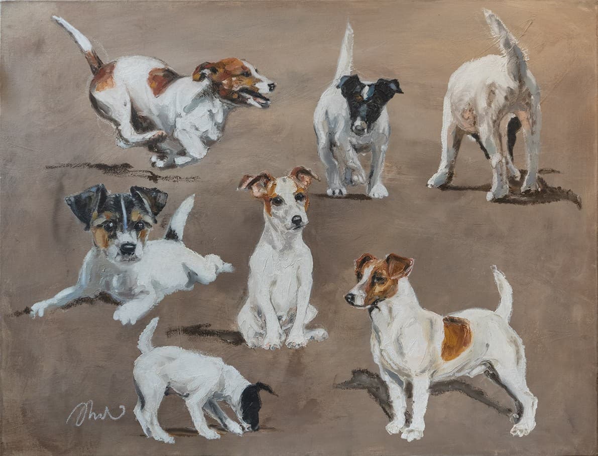Etude de Jack Russel