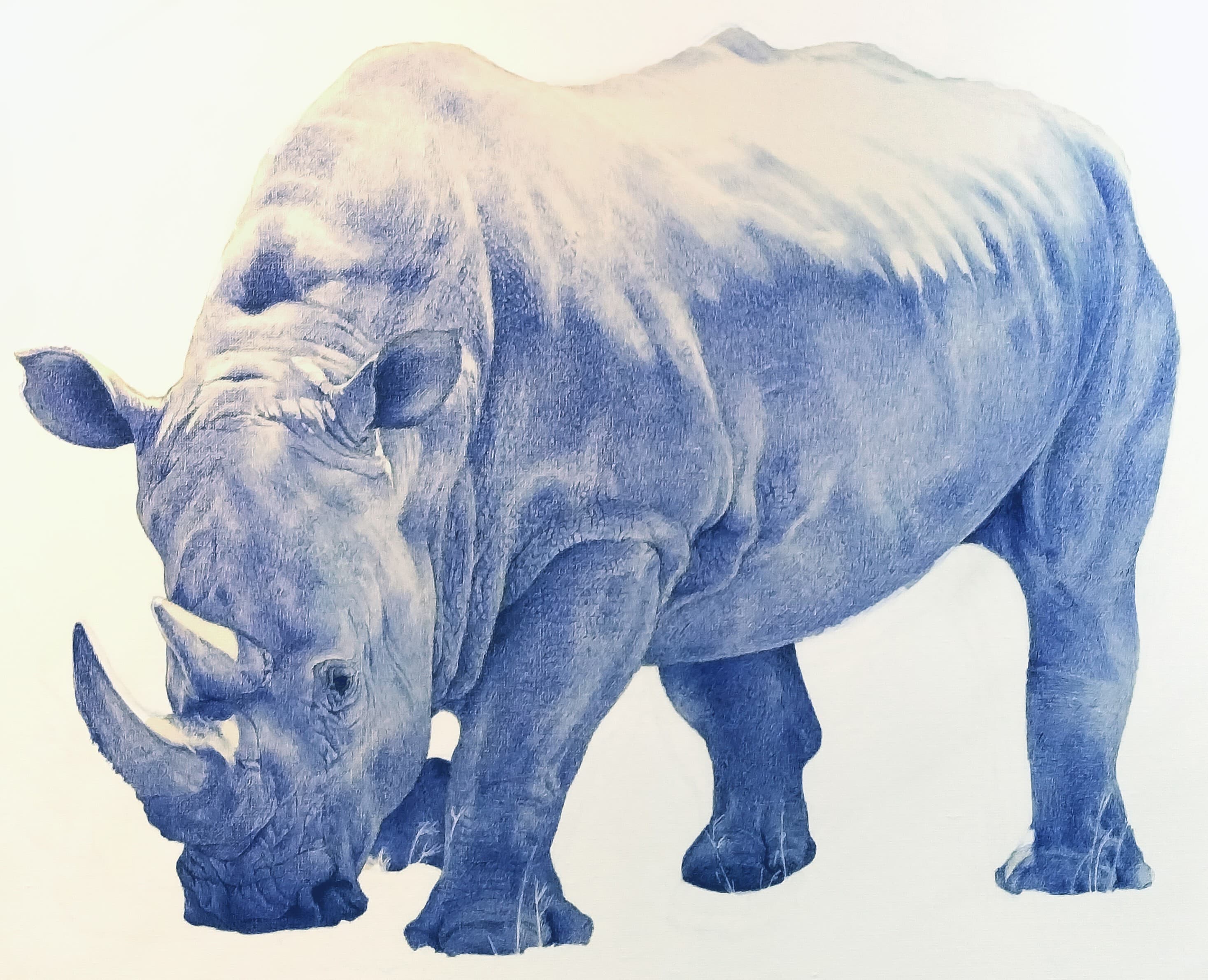 RHINOCÉROS (dessin au stylo bille)