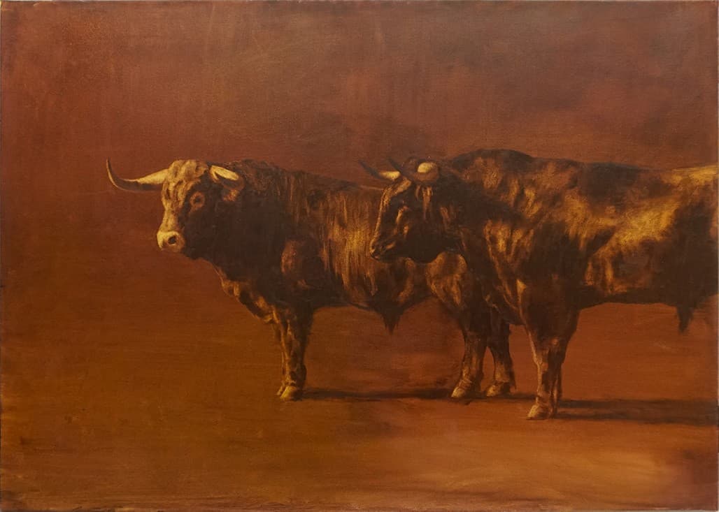 TAUREAUX DE COMBAT
