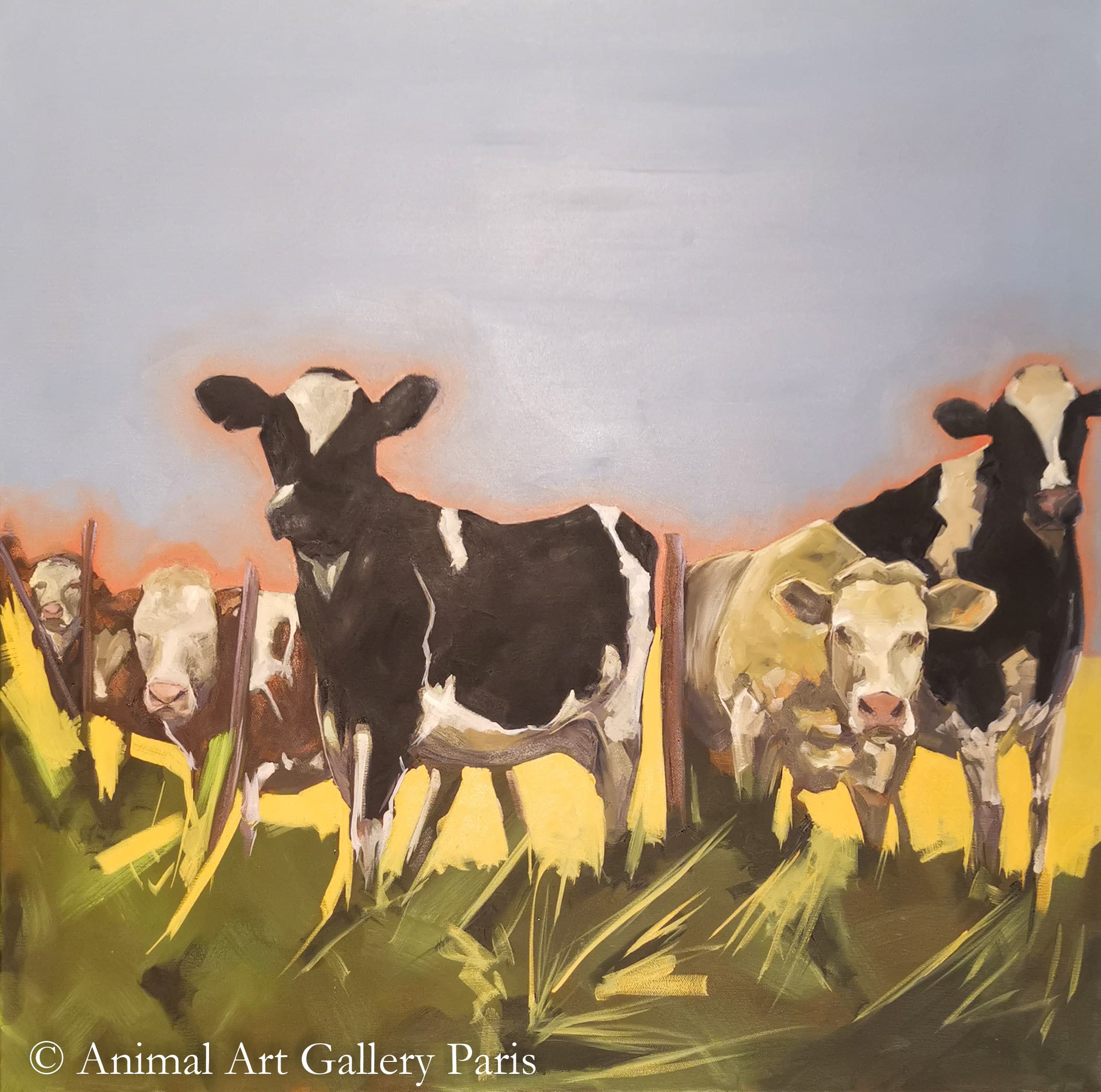 SASSY COWS 3 (des vaches)