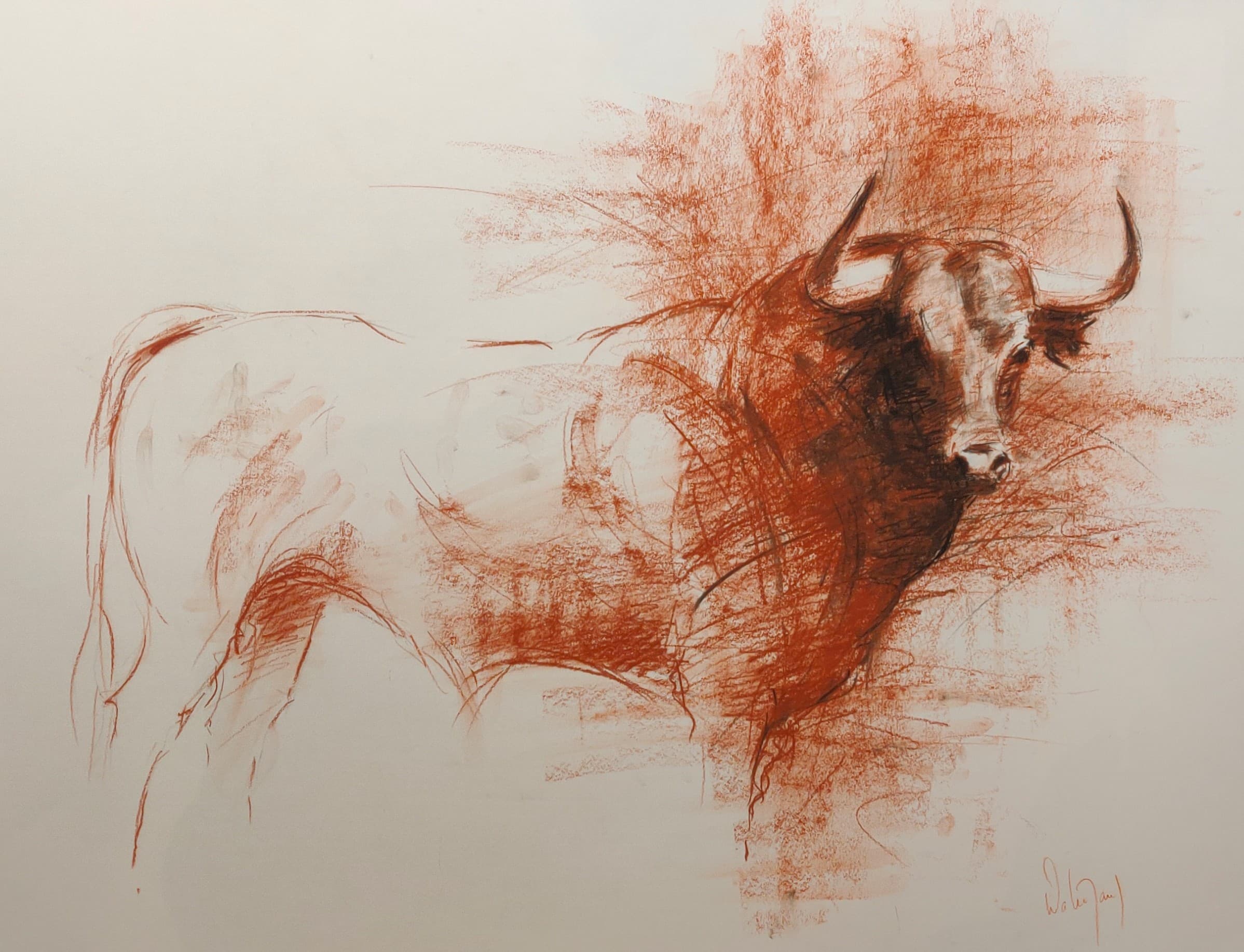 TORO (taureau de combat)