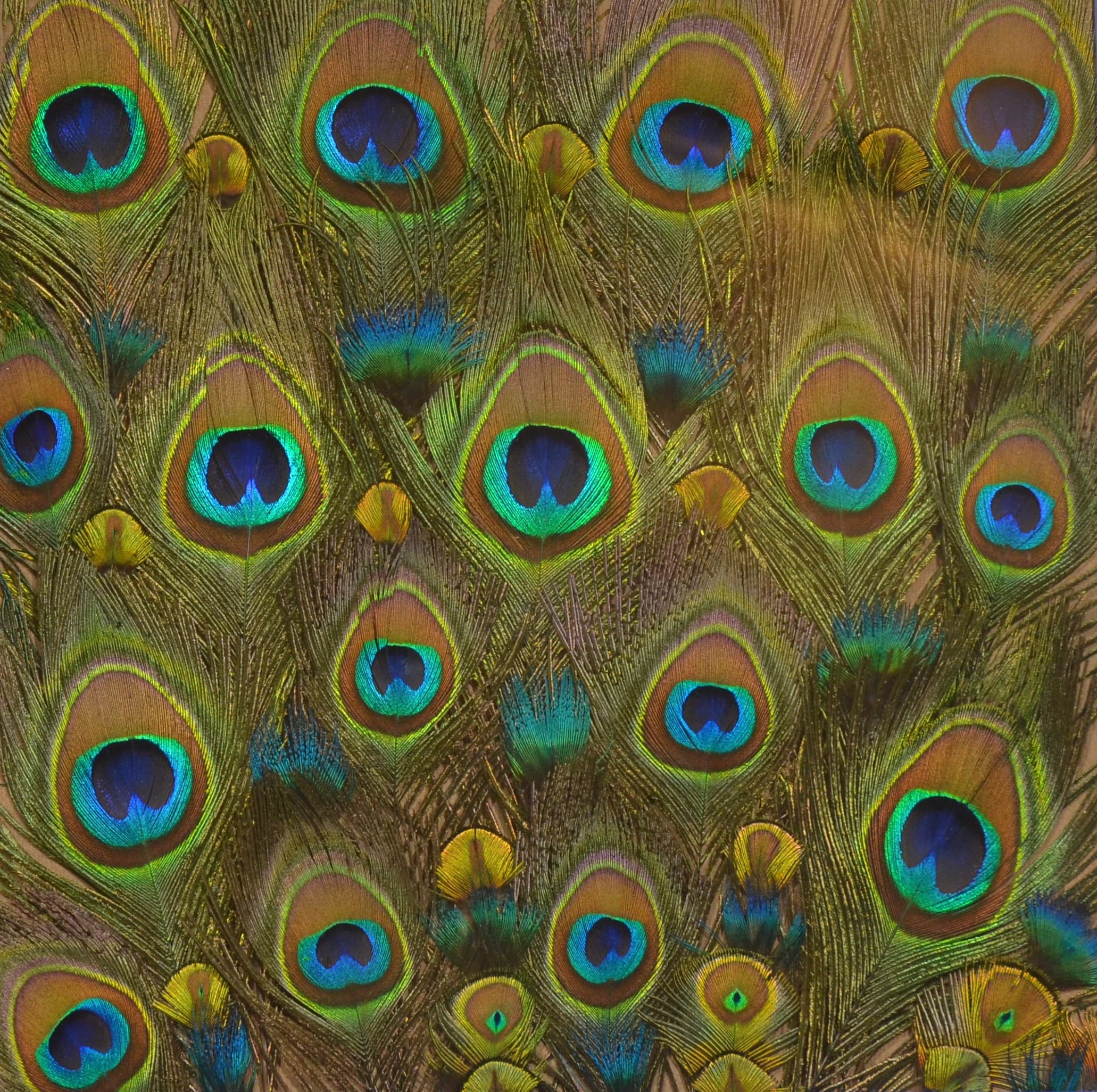 Variations Plumes de Paon