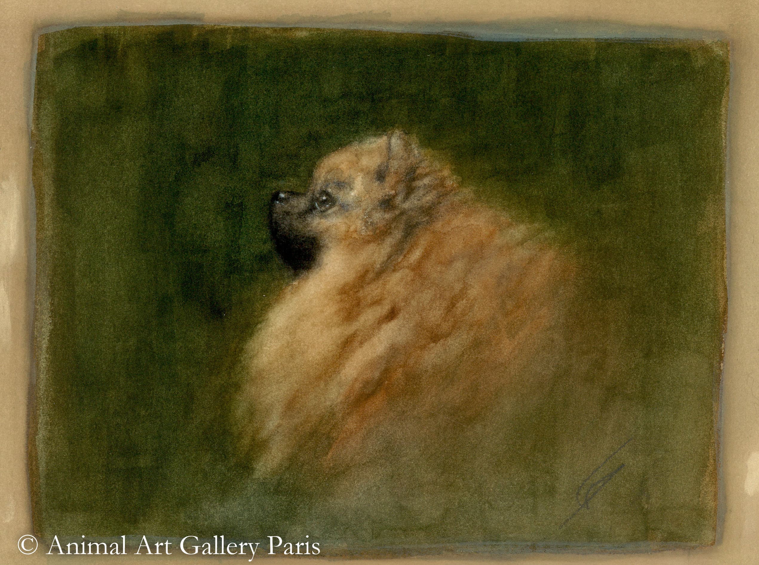 SPITZ NAIN (chien)