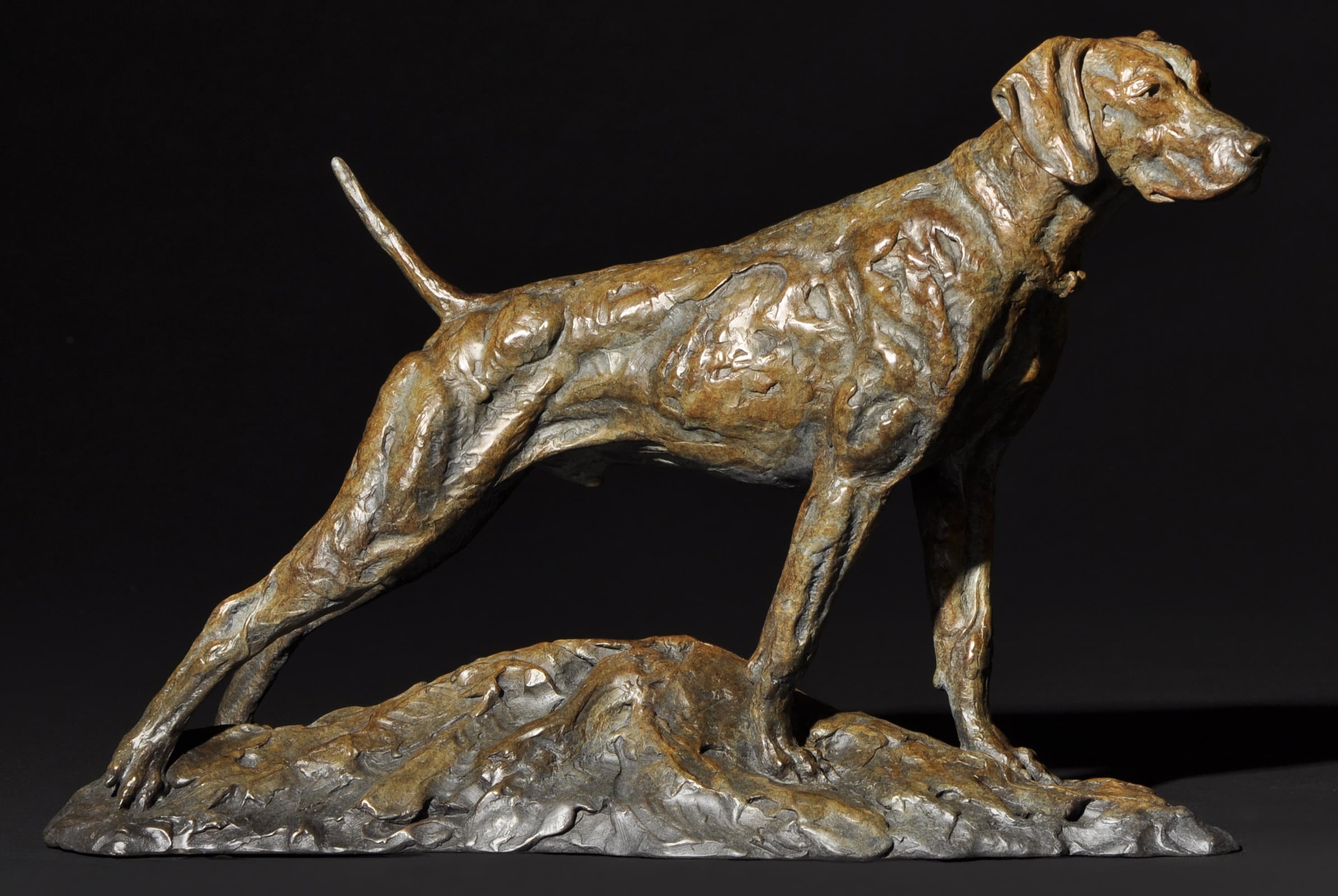 KAISER (Chien race Braque allemand)