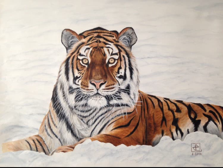 Tigre