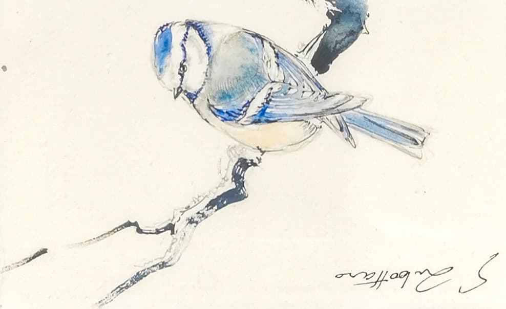 MESANGE BLEUE