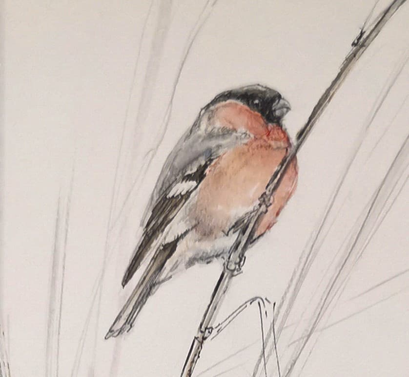 BOUVREUIL (oiseau)
