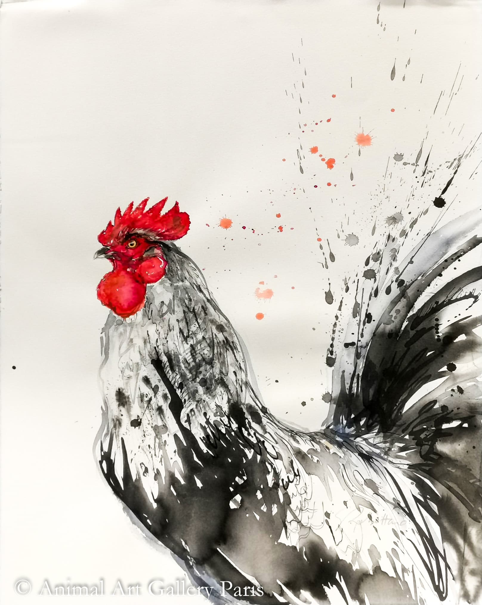 COQ BLANC