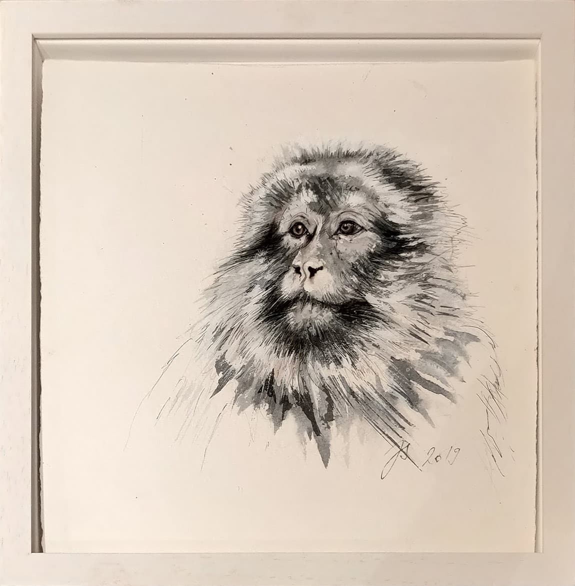 MACAQUE DE BARBARIE EN HIVER